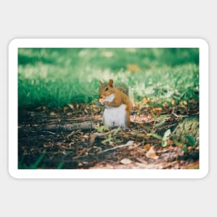 Squirrel! Sticker